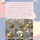 꿈꾸는개 이미지