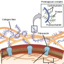 세포외 기질과 세포벽 The extracellular matrix and cell wall 이미지