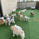 댕구르강아지유치원 이미지