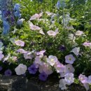 한쌈&한솥 이미지