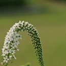 까치인터넷 이미지