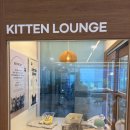 고양이 미용실 냥냥박사 | 내돈내산후기 Butacat 부타캣 강서점 아이랑갈만한곳 고양이카페 kitten lounge
