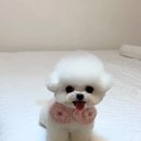 퍼피빌리지 이미지