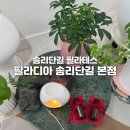 필라디아 | 아로마 테라피까지 가능한 송리단길 필라테스 - 필라디아 송리단길 본점 솔직후기