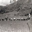 오리초등학교 이미지