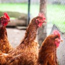 도담찜닭 이미지