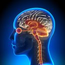 성년 발달장애의 미래 신체유형 이미지