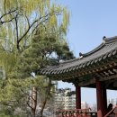 애련정 | 이천 벚꽃명소 안흥지 애련정 벚꽃 개화상황