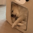 멍하우스 | [멍리뷰] 레토 강아지집 와플 하우스 내돈내산 후기 6kg 중소형견 실내 강아지집 추천