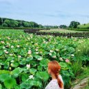 번암리 조천연꽃공원1 이미지