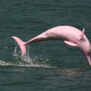 돌고래카 이미지