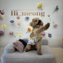 하이멍 애견카페 이미지