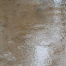 세쌍둥이네 풀꽃세상 이미지