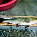 응아지 나루 이미지