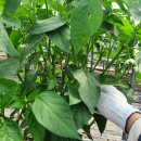 나비텃밭농원 | [혜은농원] 고추 친환경 무농약 재배 벌레잡는방법