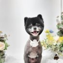 트루디독 이미지