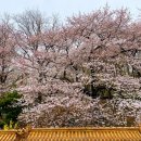 천년숲서로(동) | [인천]중구 동인천 차이나타운 벚꽃 명당, 선셋 오션뷰카페 더 선셋 재방문후기