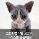 미식스