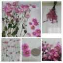 로단테(Rhodanthe) 이미지