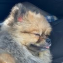 개린이 유치원 이미지