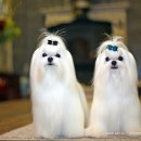 히든밸리켄넬 이미지