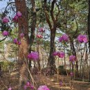 까치꽃 반찬 이미지