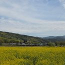 부산시설공단 곰내지소 | 기장 유채꽃 꽃구경하러 곰내연밭 주차 후기
