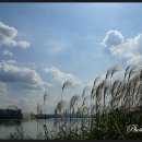 코스모스공원 이미지