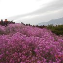 강화 고려산 태안 솔향기길 이미지