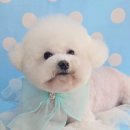 몽몽바블펫# 이미지