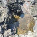 토종흑염소 이미지