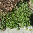 이순옥축사 이미지