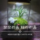 모모리움