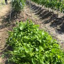 금용농장 이미지