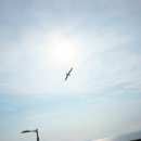 미취닭 네이버블로그