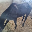 궁평목장 이미지