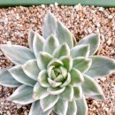 수담농장 이미지