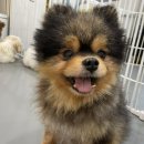 멍쉬멜로 이미지