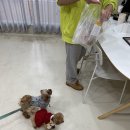 축하하개 이미지