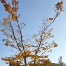 진산대로 이미지