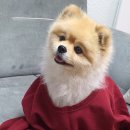 (주)펫둥이 이미지