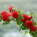 하얀쪽배 이미지