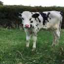 유진축산 이미지