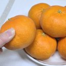 온가정 | 제주에서 온 달콤함 달달하지 제주 레드향 가정용 후기