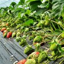 회현농업 이미지