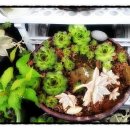 바위솔민박 이미지