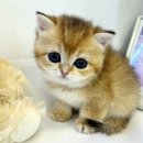 오독안심분양센터 강아지분양 고양이분양 대구점 | 인천 책임분양 오독안심분양센터 강아지분양 고양이분양 인천점