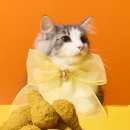 애니콩 주식회사 농업회사법인 이미지