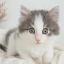 My Love Cat(마이러브캣) 네이버블로그