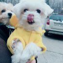 개털깎는남자 이미지